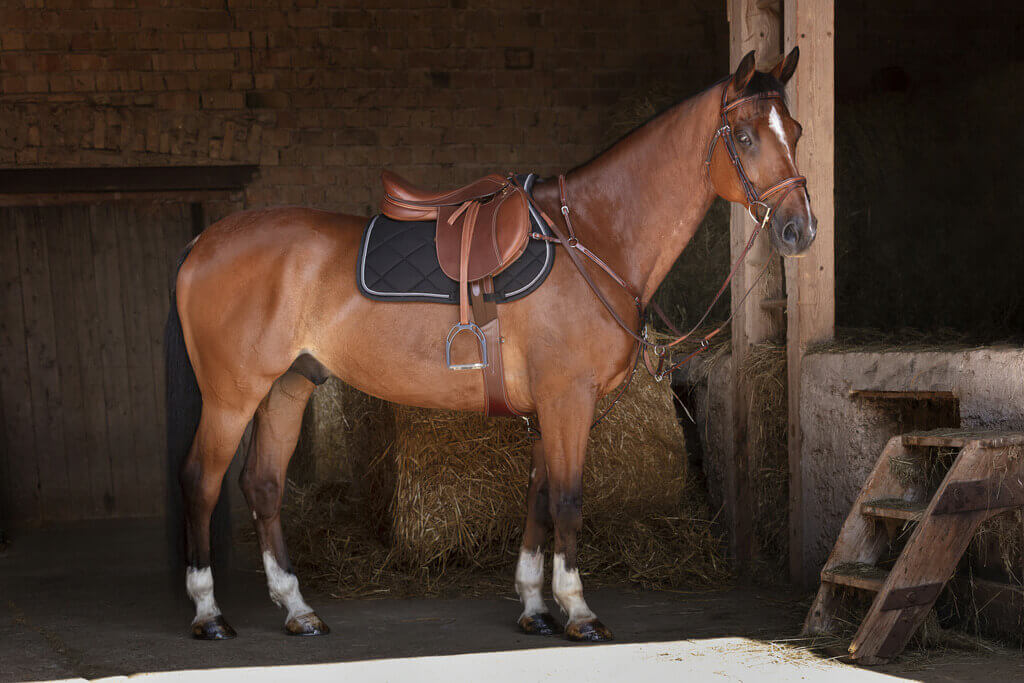 ERIC THOMAS HYBRID geschweifter Sattelgurt havana und schwarz