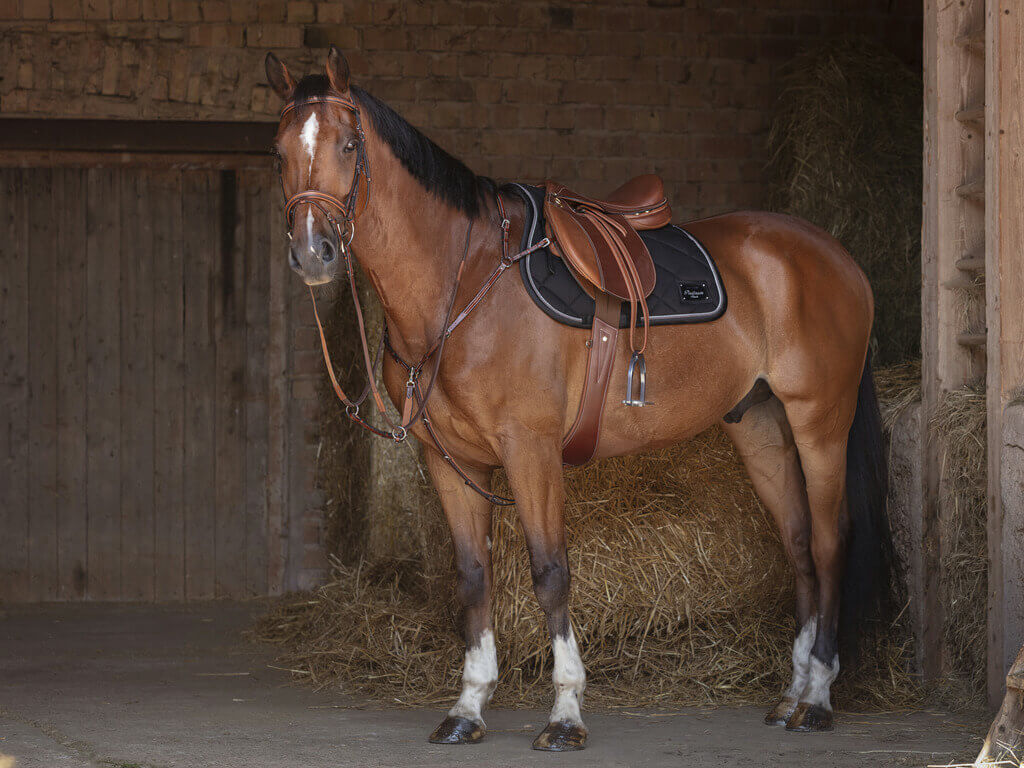ERIC THOMAS HYBRID geschweifter Sattelgurt havana und schwarz