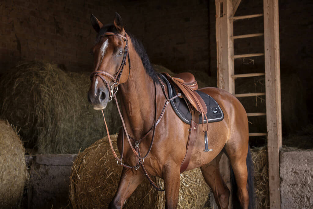 ERIC THOMAS HYBRID geschweifter Sattelgurt havana und schwarz