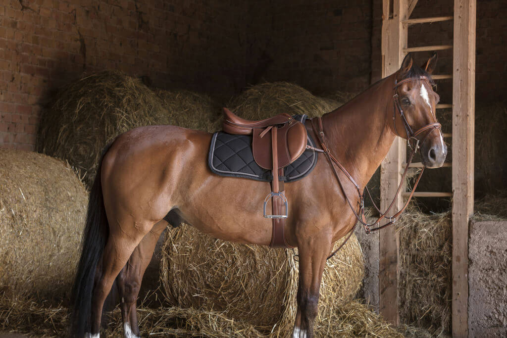 ERIC THOMAS HYBRID geschweifter Sattelgurt havana und schwarz