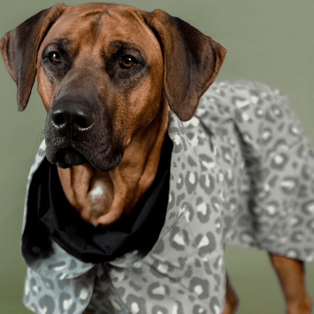 PAIKKA Visibility Regenmantel Lite für Hunde Leo grün