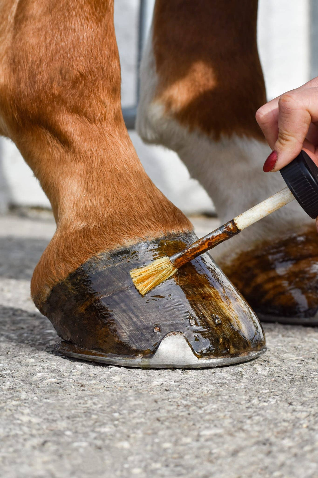 Kröpfel Hoof Oil
