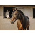 Crown Bridle