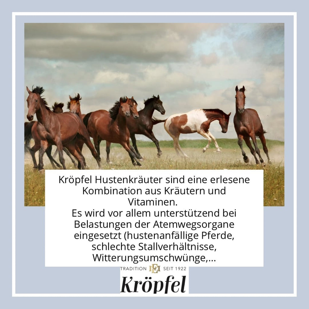 Kröpfel Hustenkräuter