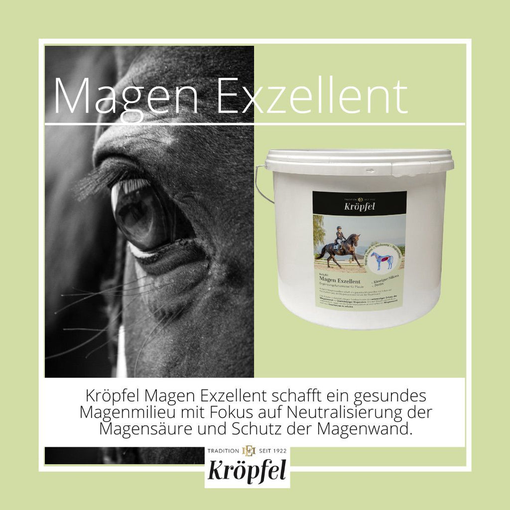 Kröpfel Magen Exzellent