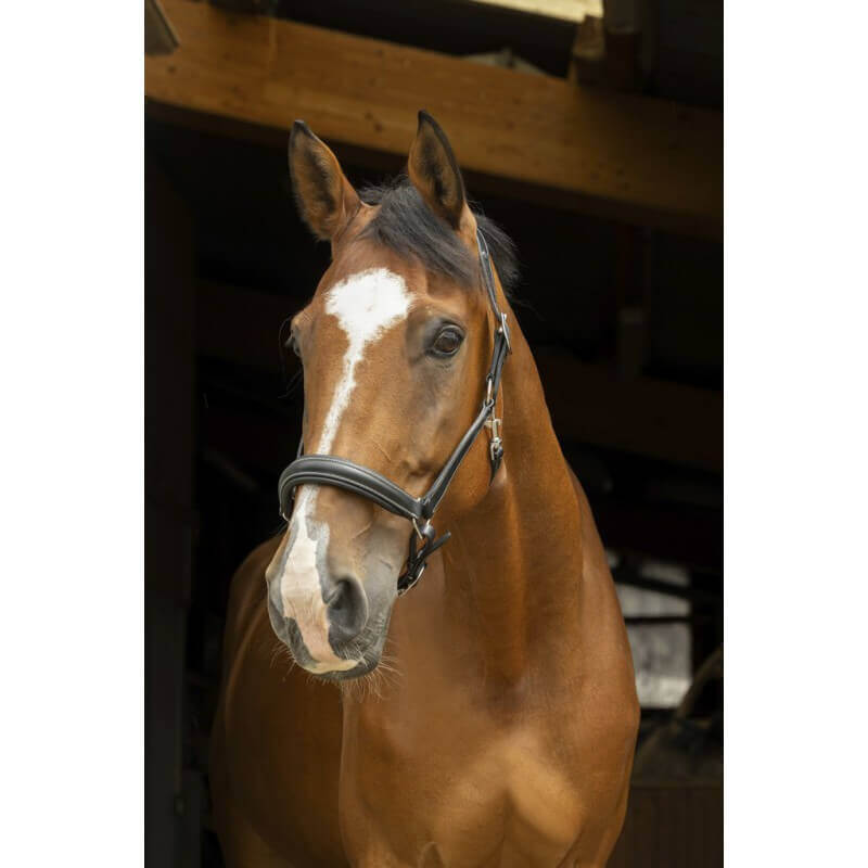 greemillaa_pferdesport_nortonpro