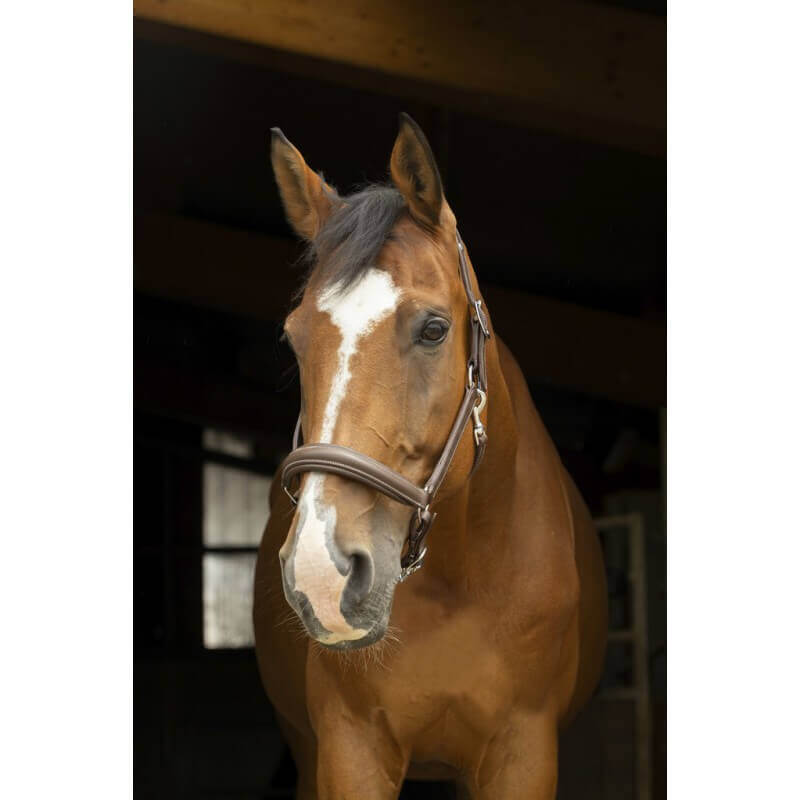 greemillaa_pferdesport_nortonpro